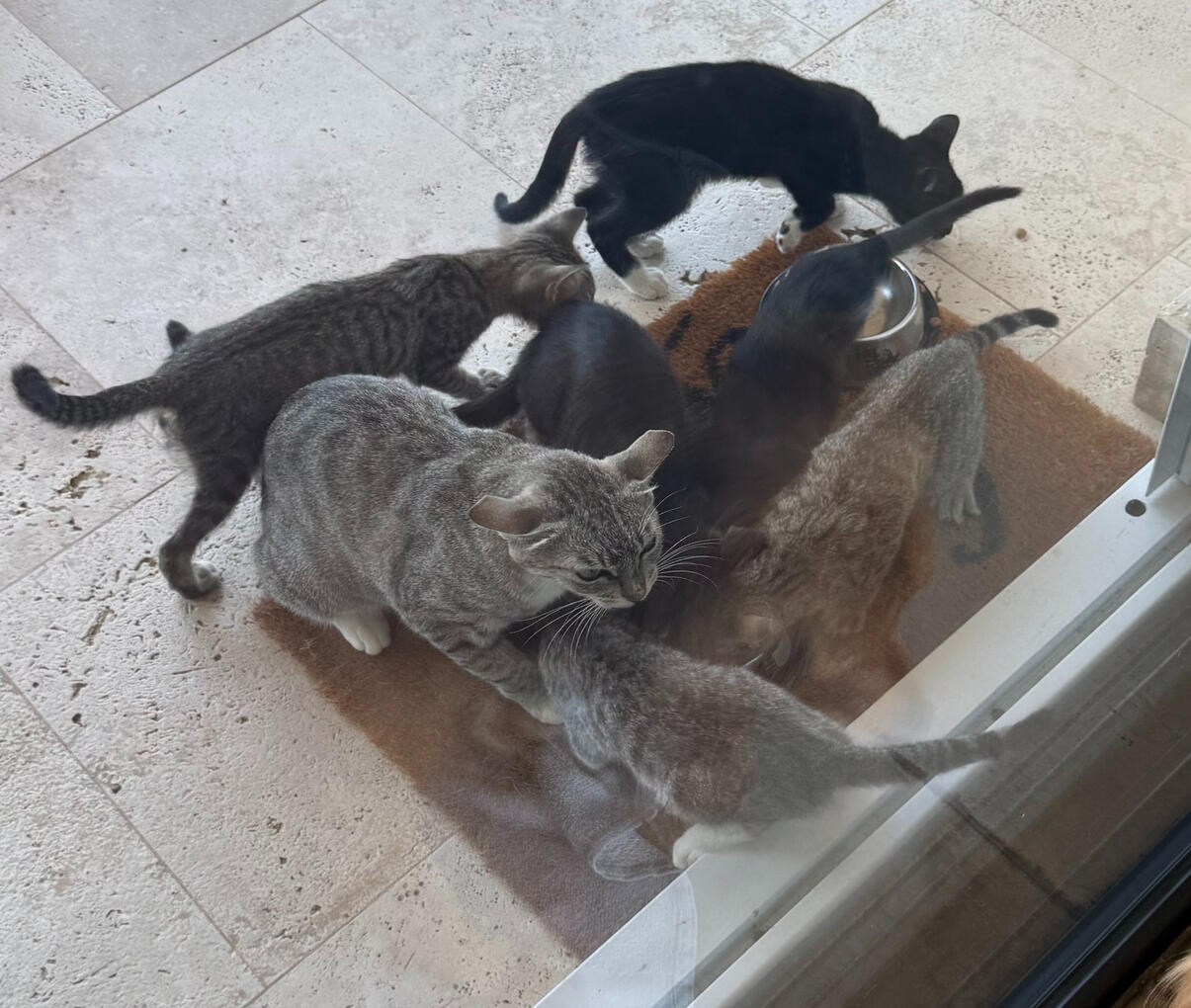 3 Other Kittens